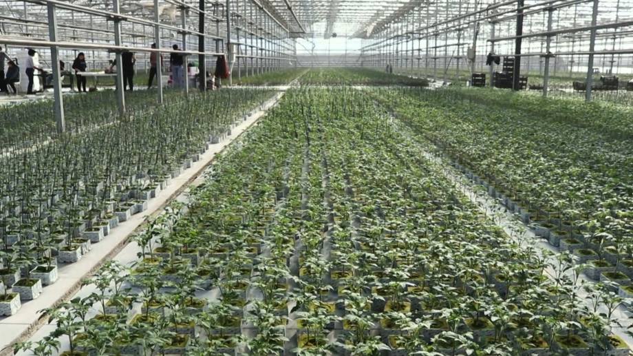 The reconstruction of the largest seedling nursery engaged with new technologies over 5 ha in Armenia