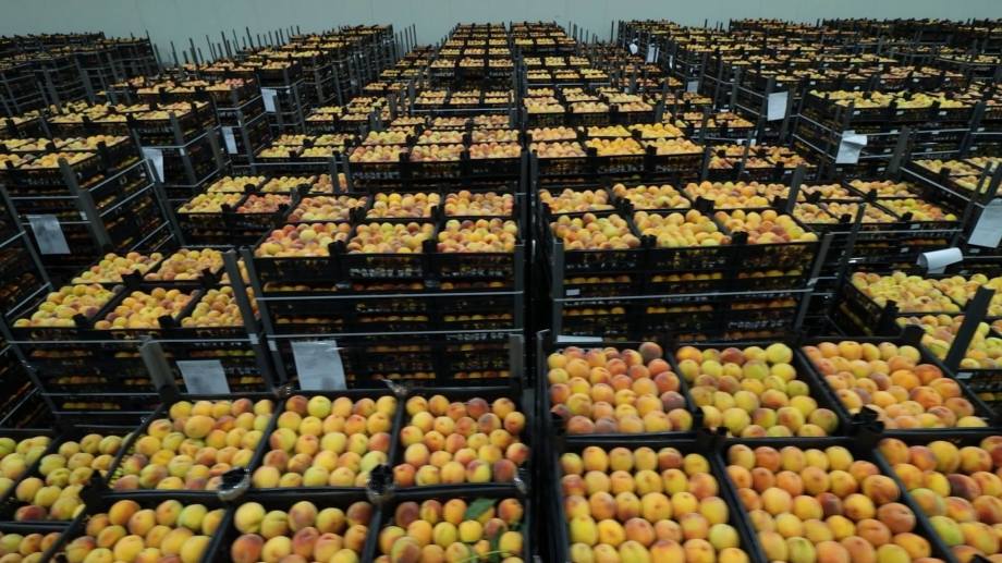 Закуп и экспорт армянских персиков