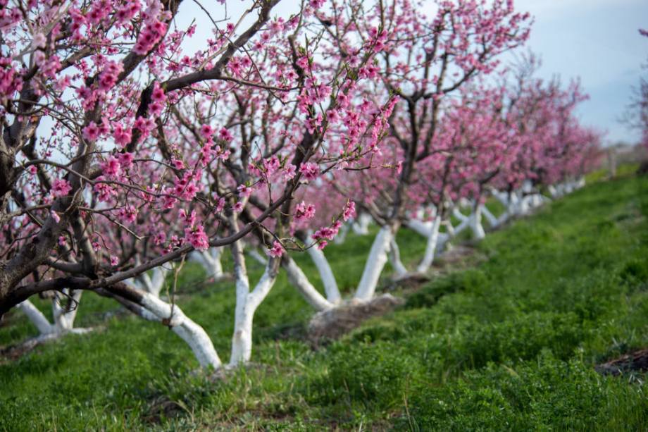 Персики вместо элитных квартир: в Армении посадят сады нового типа