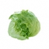 Iceberg lettuce