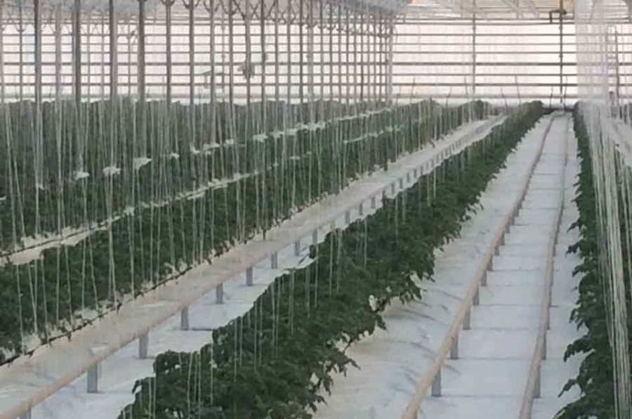 Spayka Greenhouse 50ha Armenia.