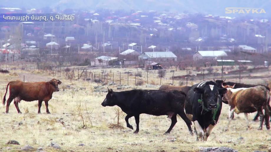 Cattle farm opening in Garni village