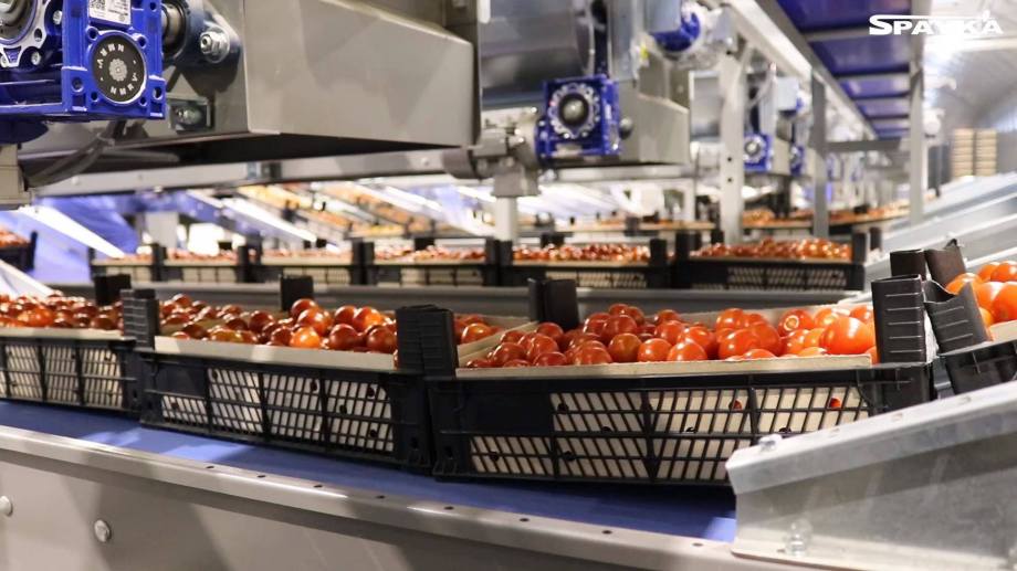 Packing and sorting line for cherry tomatoes