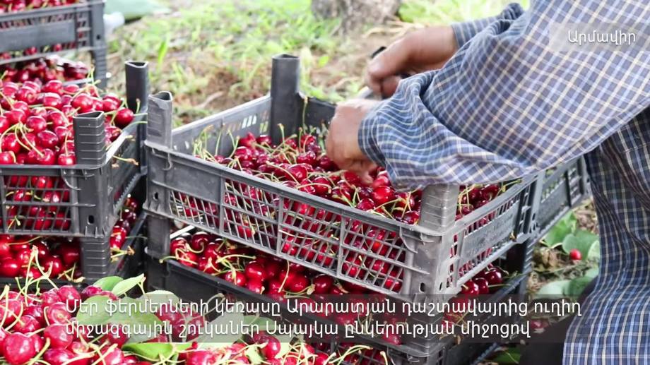  Sweet cherries from the Ararat valley to the international market