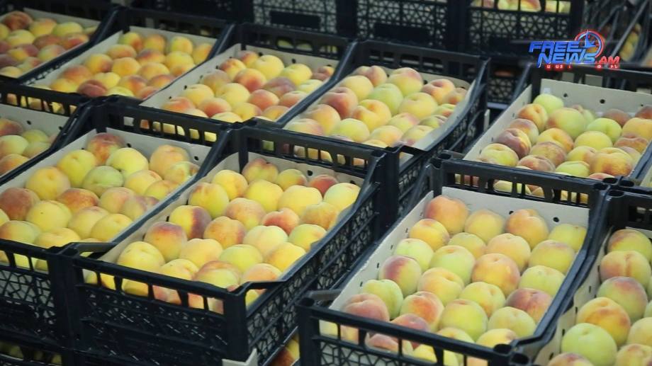 The armenian peaches are completely procure