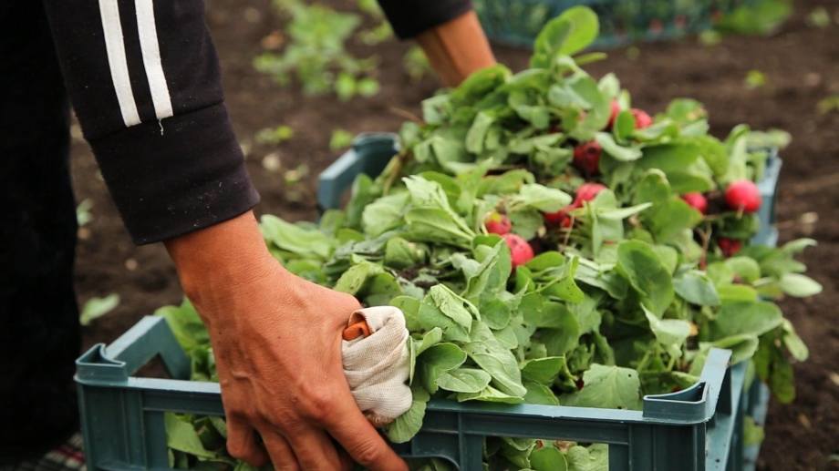 Armenian radish in the international markets