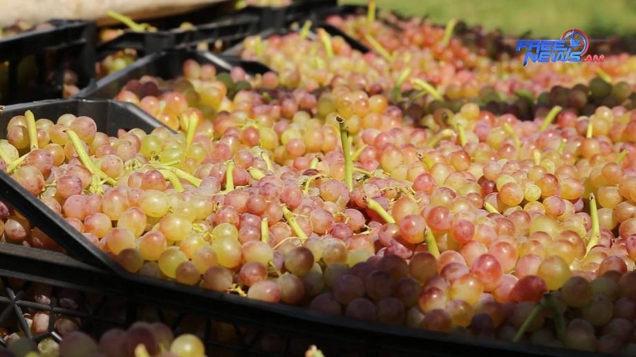 Spayka starts grapes procurement 