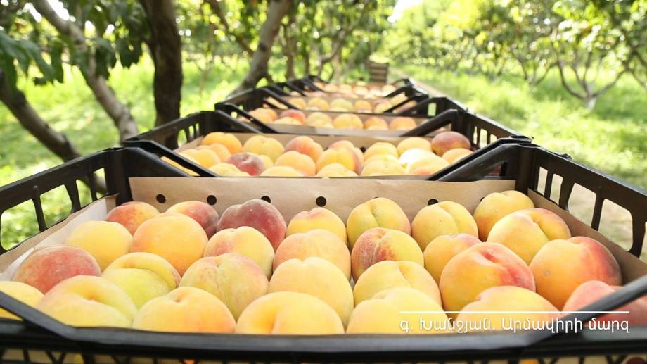 Спайка продолжает закуп и экспорт армянскох персиков 