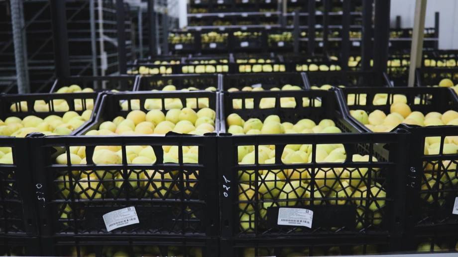 Компания «Спайка» закупает абрикосы в более чем 80 населенных пунктах Армении 