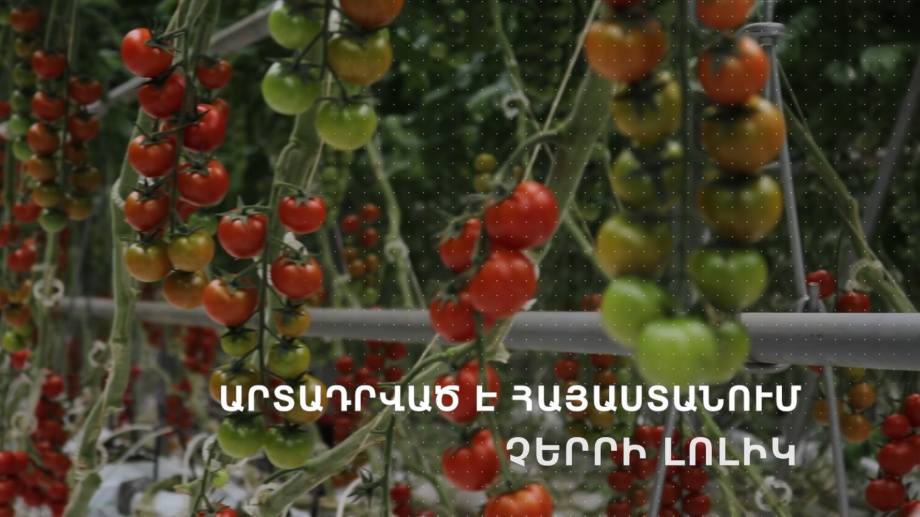 Сделанно в Армении: выращивание томатов черри