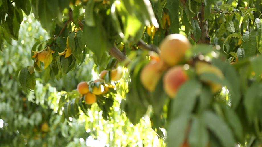 Spayka has procured about 3 000 tons of peaches from Ararat and Armavir regions in Armenia