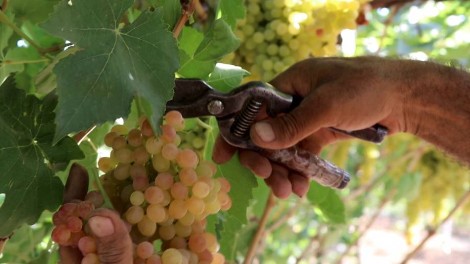 Different types of grape with huge quantities are exported from Armenia.
