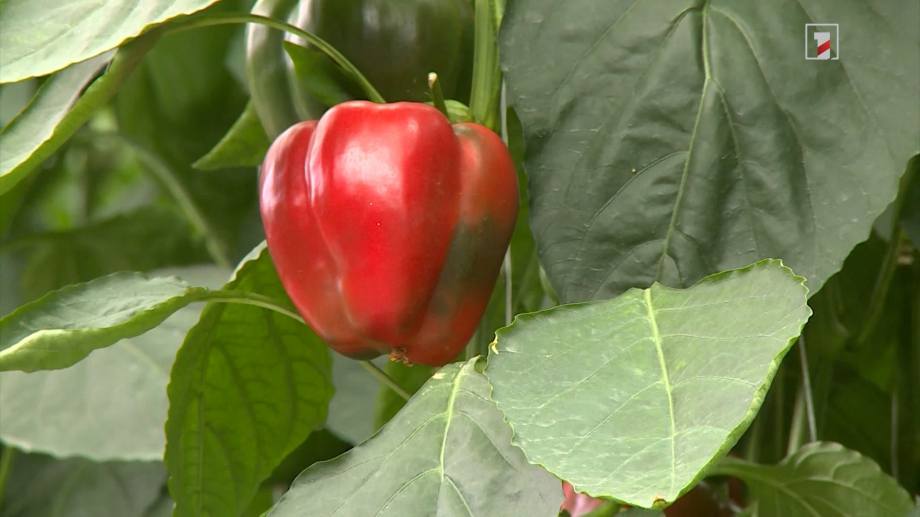 The largest nursery-greenhouse in Armenia